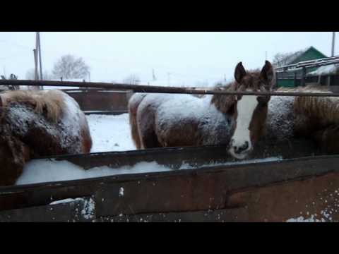 Видео: Сколько 💵💰 съедает лошадь !