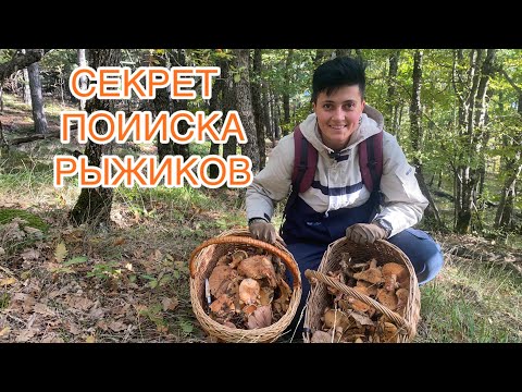 Видео: НОВЫЙ ЛЕС С РЫЖИКАМИ! Секреты и советы