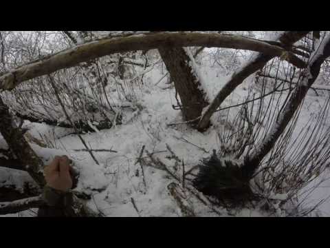 Видео: Капкан на куницу без пружины.Trap for marten without spring.
