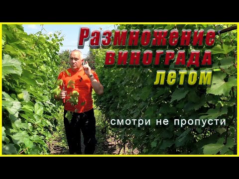 Видео: Самый простой и ленивый способ размножения винограда летом.