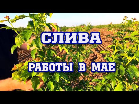 Видео: СЛИВА/ Обязательные работы в мае!!!