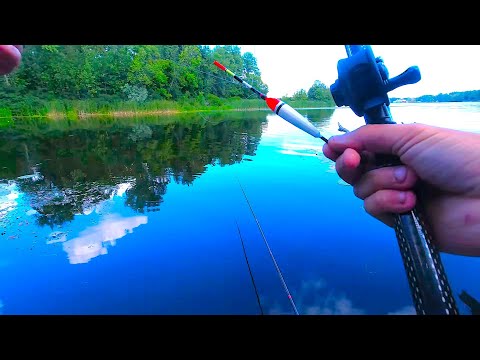 Видео: Секрети ловлі окуня на живця на поплавок