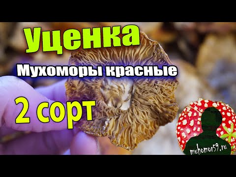 Видео: Мухоморы по уценке красные 2 сорт