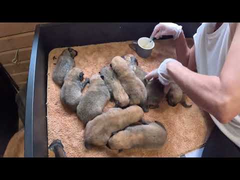 Видео: Как выкормить 10 щенков КАРЕЛО-ФИНСКОЙ ЛАЙКИ - 9-ЫЙ ДЕНЬ! :: How to FEED the cubs of FINNISH SPITZ?