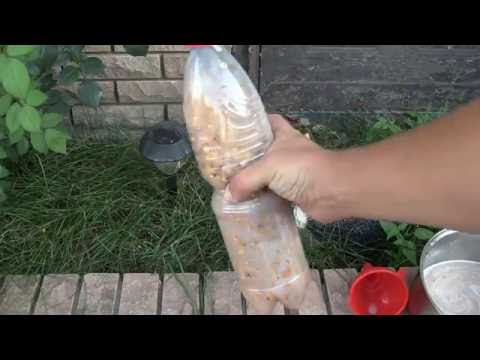 Видео: Ферментация кукурузы и хмельной горох для рыбалки (Дневник рыболова)