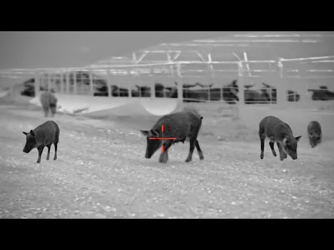 Видео: топ-сто свиней две тысячи двадцать четвертого года