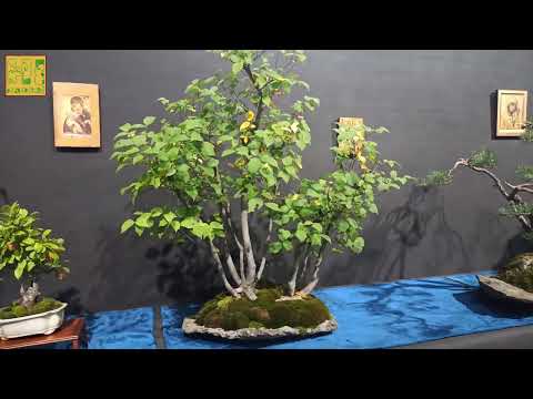 Видео: Бонсай выставка. Финал. Бонсай выставка. Финал.