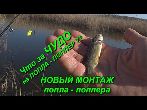 Видео: ЛОВЛЯ НА ПОПЛА - ПОППЕР ВЕСНОЙ
