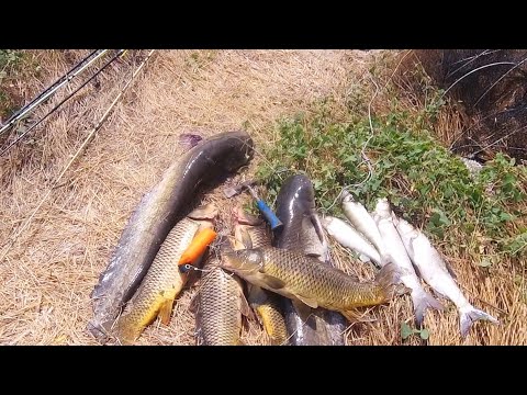 Видео: Огромные Сазаны и Сом нашли место где река кипит крупной рыбой