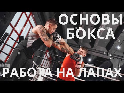 Видео: ОСНОВЫ БОКСА - РАБОТА НА ЛАПАХ