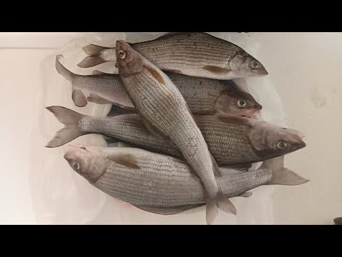 Видео: Хариус на мормышку. Лесная река. Рыбалка в тайге.