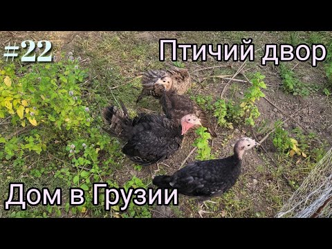 Видео: #22 Дом в Грузии. Птичий двор