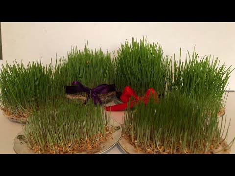 Видео: SƏMƏNİ! Как сажать и выращивать пшеницу на праздник Новруз и возможные ошибки