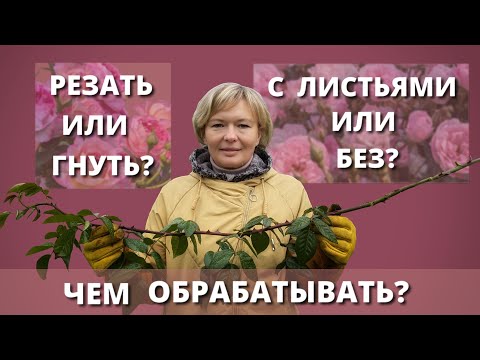 Видео: ГОТОВИМ РОЗЫ К УКРЫТИЮ. Как лучше зимовать розам.12 октября 2024 г.