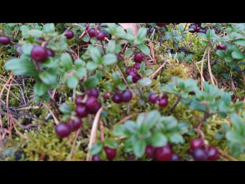 Видео: #лес Поехали за брусникой . Не обошлось без приключений..Ленобласть