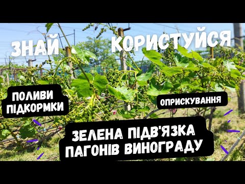 Видео: Оприскуємо, поливаємо, підживлюємо та підвязуємо наш виноград .