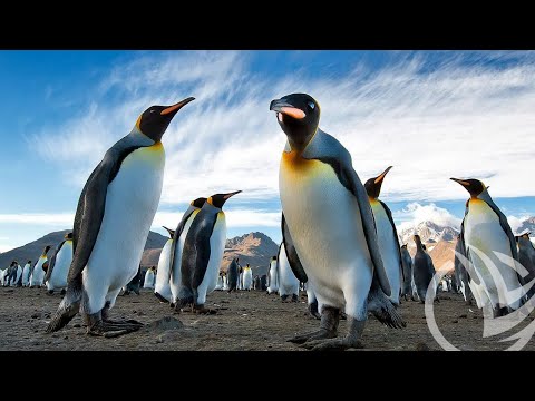 Видео: Пингвины - Penguins (All kinds) - Природа Антарктики