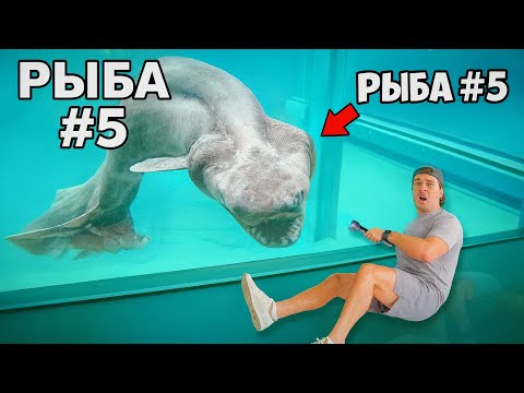 Видео: Я купил 6 самых странных рыб, которые ни в коем случае нельзя покупать в Интернете…