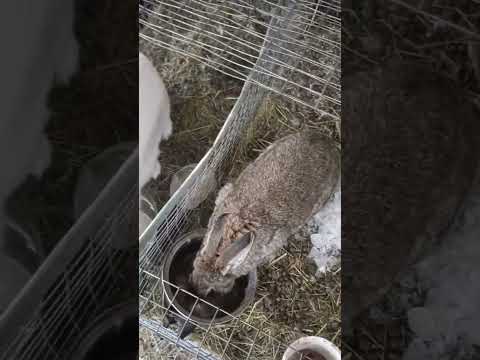 Видео: Вода лёд для кроликов