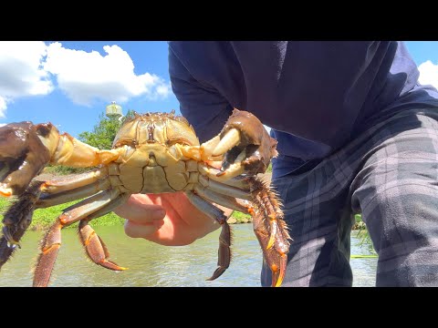Видео: Там скрывался невероятно огромный речной краб! ?