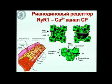 Видео: Злокачественная гипертермия Лебединский К.М.