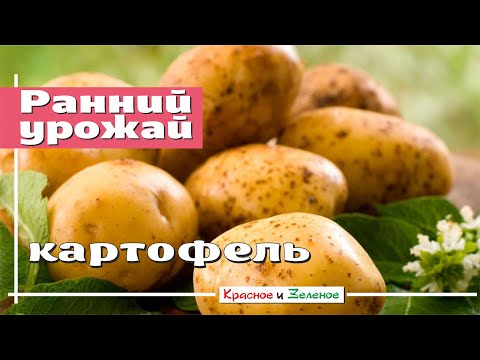 Видео: Ранний картофель. Ускоряем получение урожая