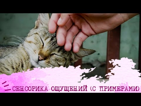 Видео: СЕНСОРИКА ОЩУЩЕНИЙ (с примерами)