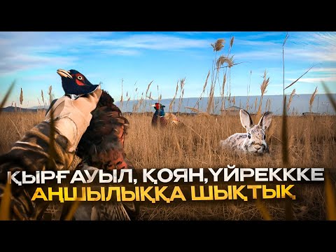 Видео: ҚЫРҒАУЫЛ, ҚОЯН, ҮЙРЕККЕ АҢШЫЛЫҚ. Охота на фазан, заяц, утку в Казахстане