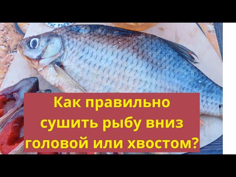 Видео: Как правильно сушить рыбу вниз головой или хвостом?