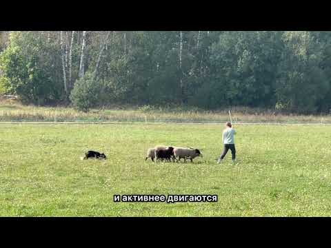 Видео: Фарм триал 98/100 - с пояснениями