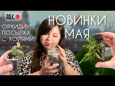 Видео: НОВИНКИ МАЯ  - орхидиум, распаковка посылки, исполнение мечты