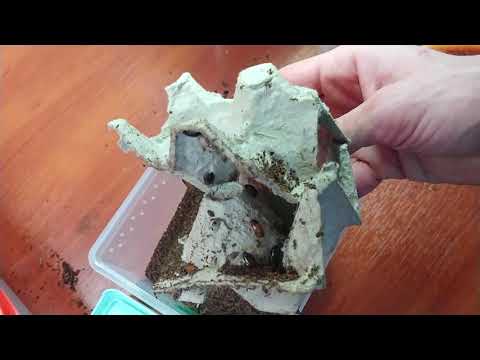 Видео: Распаковка обновок в коллекцию.