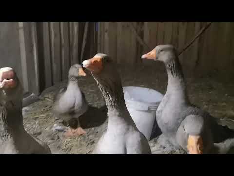 Видео: Гуси крупная серая, куры несушки, перепела - зимой , зимние новости