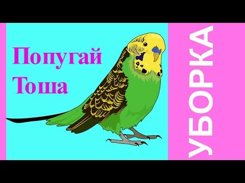 Видео: ЕЖЕДНЕВНАЯ УБОРКА КЛЕТКИ ПОПУГАЯ//Уход и содержание волнистого попугая//зеленый попугайчик TV