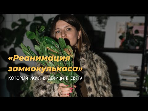 Видео: Реанимация замиокулькаса