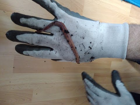 Видео: Дендробена. 50 коконов. 4 месяца. Завершение эксперимента.