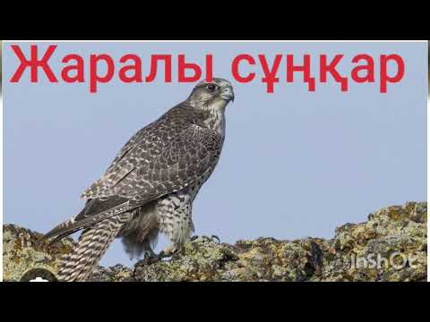 Видео: ЖАРАЛЫ СҰҢҚАР 6-шы бөлім | Повесть | Ә.Әбішев |