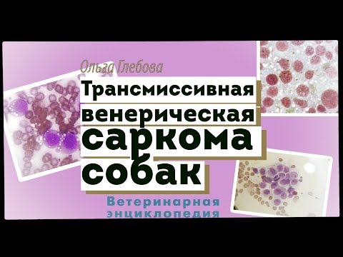 Видео: Трансмиссивная венерическая саркома собак
