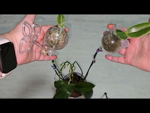 Видео: Жалею, что раньше так не размножала орхидею, корни лезут быстро