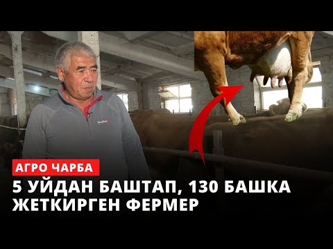 Видео: 5 асыл тукум уйду 130 башка жеткирген фермер | АГРО ЧАРБА