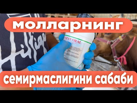 Видео: МОЛЛАРНИНГ ЖИГАР ҚУРТИГА НИМА ЯХШИ? #molboqish #molbozor2024 #2024 #romavetuz