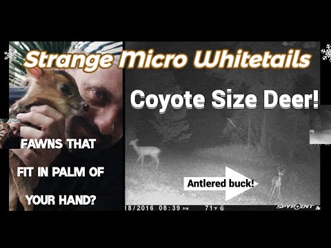 Видео: Пойманный камерой Trail Cam: самый маленький в мире белохвостый олень #whitetail #deerhunting #de...