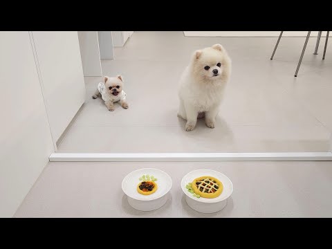 Видео: Моим собакам понравилась приготовленная мною сырная пицца