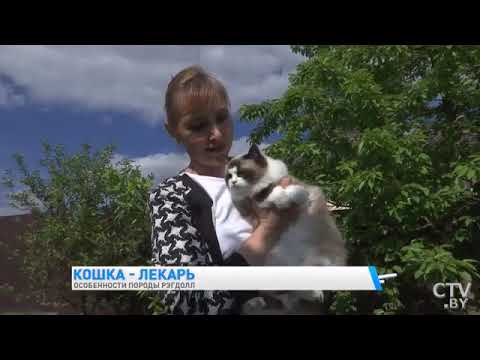 Видео: Рэгдолл. О породе кошек.