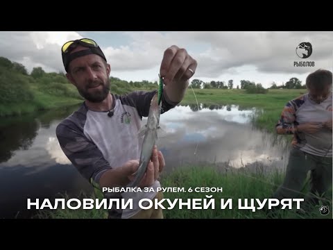 Видео: Наловили окуней и щурят, рыбалка на р. Мшага  / Рыбалка за рулем / 6 сезон. 20 серия