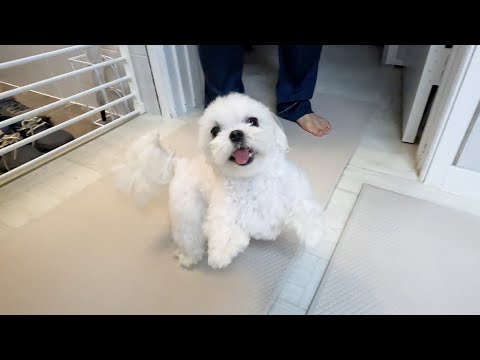 Видео: Поведение собаки, которая любит незнакомых людей