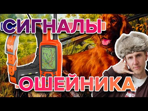 Видео: Инструкция - Ошейник Garmin T5 и TT15.  Что означают сигналы ошейника?
