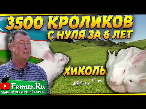 Видео: Бизнес на кроликах в Узбекистане. Семейная кроликоферма. Кролики Хиколь. Кормоцех для кроликов