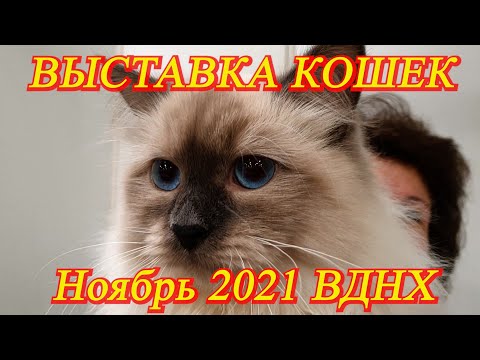 Видео: Москва. Ноябрь 2021. ВДНХ. Выставка кошек. Часть 1. Сибирские кошки, корниш рекс,  шотландские и др.