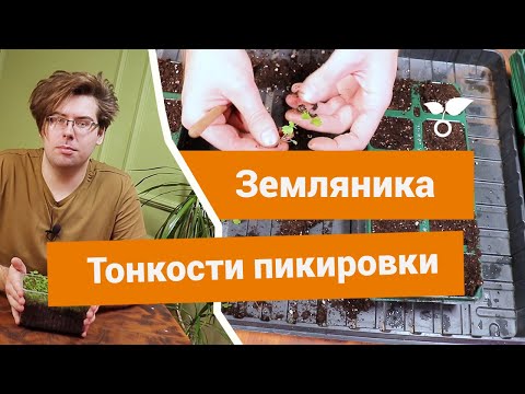 Видео: Пикировка земляники: тонкости и правила